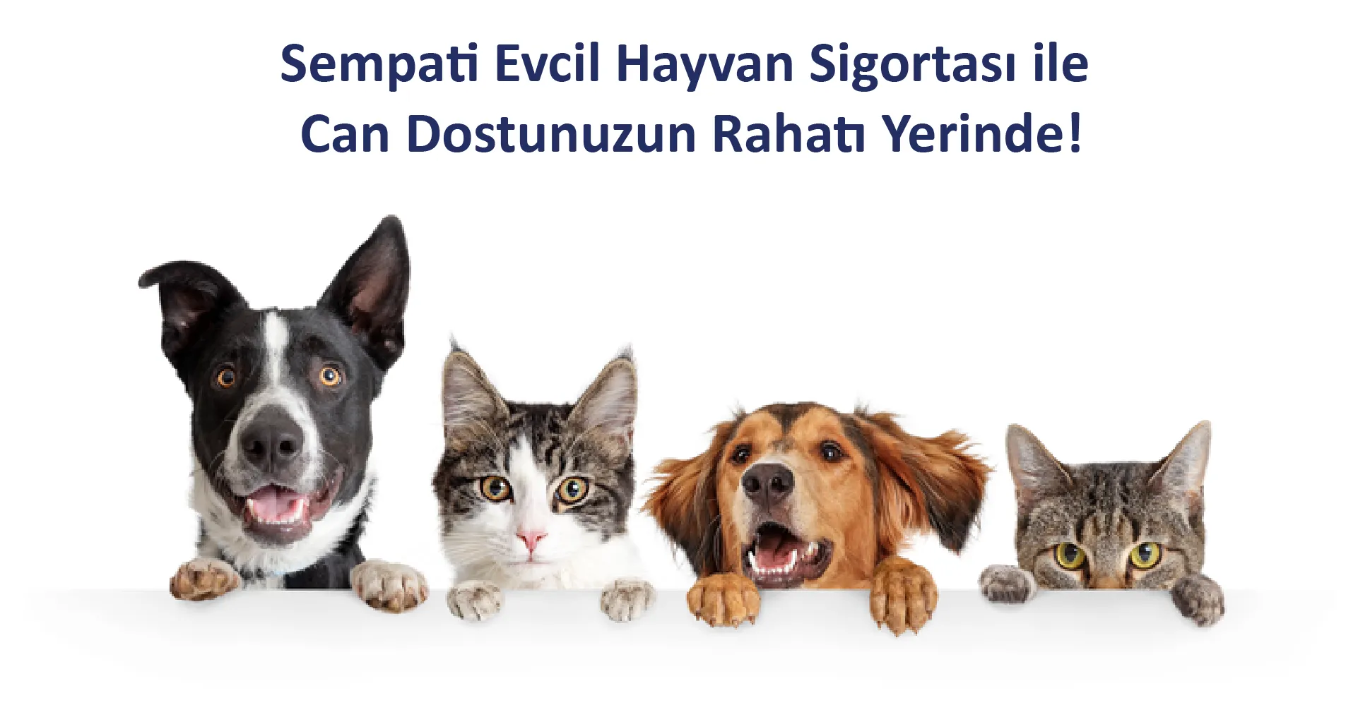 Kurumsal Pet & Evcil Hayvan Sigortası Çözümleri